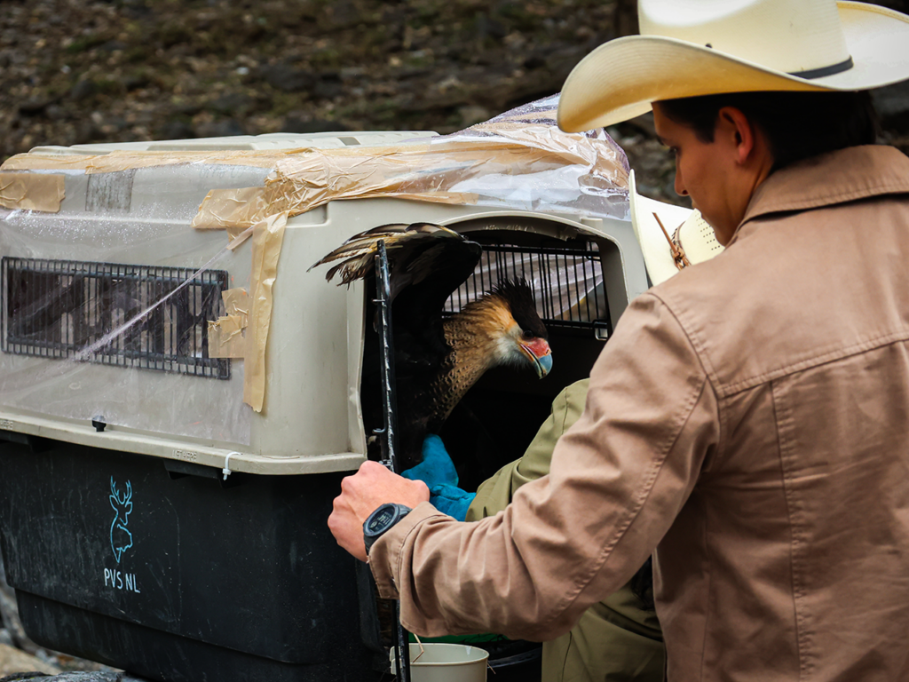 TTras ser evaluado por médicos veterinarios, se realizaron pruebas de vuelo y se confirmó que se encontraba en condiciones óptimas para sobrevivir en su medio.