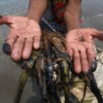 Sheinbaum miente, Greenpeace alerta por derrame de petróleo en el Golfo de México