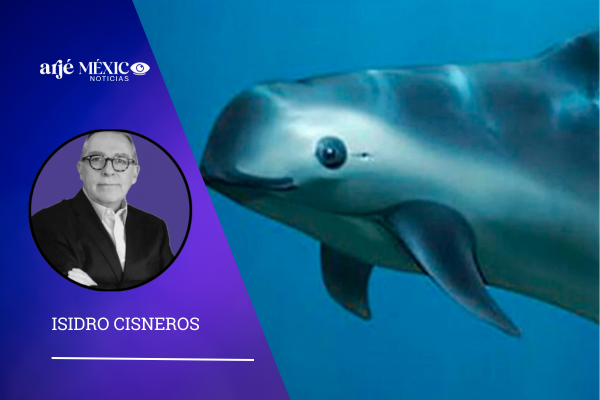 La vaquita marina no representa únicamente una crisis ambiental, sino también una contradicción política.